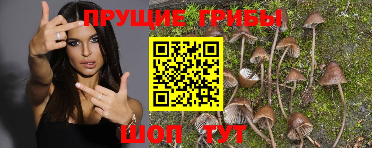 Псилоцибиновые грибы Psilocybine cubensis Морозовск